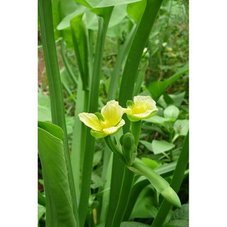 Cây kèo nèo - Cây thủy sinh (1 cây giống khoảng 20 - 30 cm)