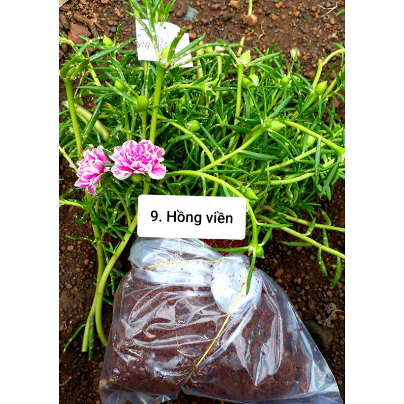 Combo 10 bó 10h Thái đủ 10 màu riêng biệt, chỉ #220k, 1 bó 50 cây