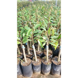 Sầu riêng thái cơm vàng hạt lép