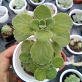 Sen thơm nhất mạt hương