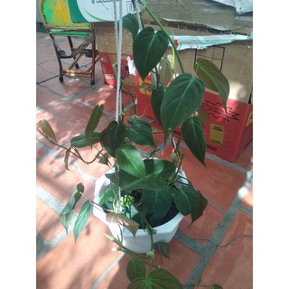 trầu mican