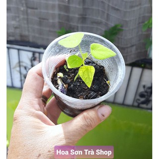 (Hỏa tốc) Cây SƯƠNG SÂM LÔNG, cây con, rễ khỏe.