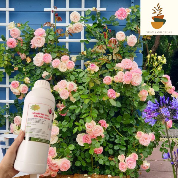 Chế phẩm đậu tương, chuối, trứng ủ HUMIC cho hoa hồng và các loại cây cảnh (1lit)-XuanSanh Store