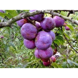 Combo 2 Lê nâu 2 mận Tam hoa