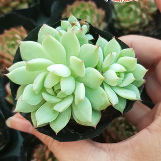 Sen đá baby