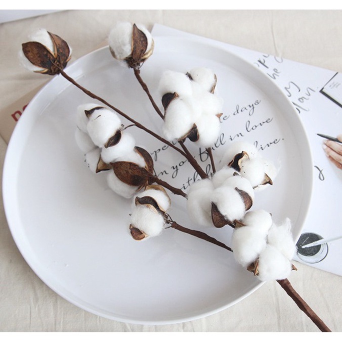 COTTON FLOWER - Cành nhiều bông gòn khô trang trí nở đều đẹp xinh xắn