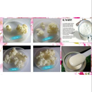 Nấm sữa Tây Tạng KEFIR