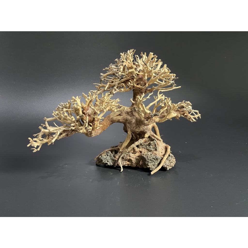 Lũa Bonsai, Lũa thủy sinh dùng trang trí hồ cá cảnh, hồ thủy sinh, văn phòng, nhà cửa