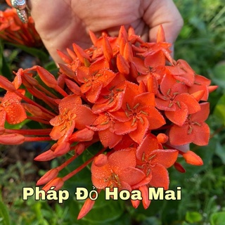 Bông trang pháp đỏ hoa mai