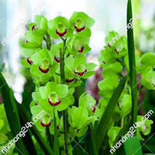 củ hoa địa lan santo, hoa tết siêu bền 2-3 tháng