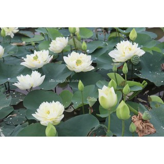 Củ sen màu trắng White Madiveles C-24