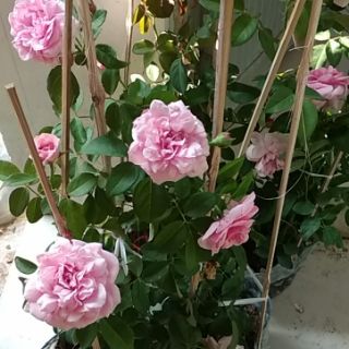 Cây 🌲 Hoa hồng ngoại... siêu nụ...( Siêu thơm)