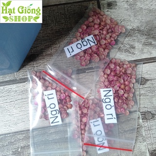 Hạt giống Ngò Rí,Rau Mùi ( gói 100 hạt)