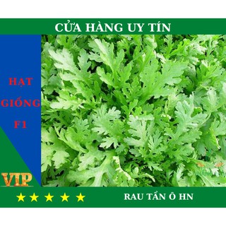 Hạt Giống RAU TẦN Ô HN Năng Suất, Dinh Dưỡng Cao - MUA 4 TẶNG 1