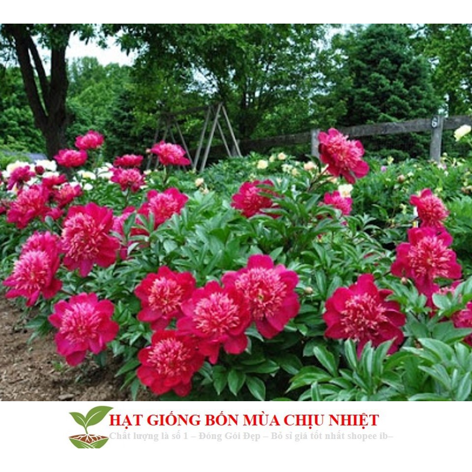 Hạt Giống Hoa Mẫu Đơn Kép Mix  ĐẾN MÙA TRỒNG TẾT luckyseed hạt siêu rẻ