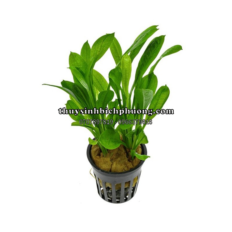 TRẦU LÙN TROPICA - CÂY THUỶ SINH DỄ TRỒNG KHÔNG CO2