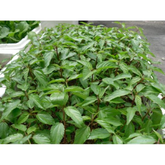 [GIÁ GỐC] Hạt Giống Rau Đay Đỏ Cao Sản - 20 gram