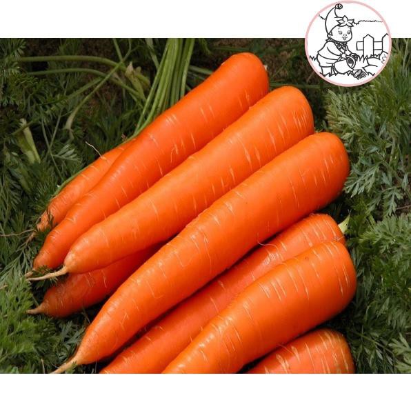 HẠT CÀ RỐT SHIN KURODA - GÓI 5 GRAM