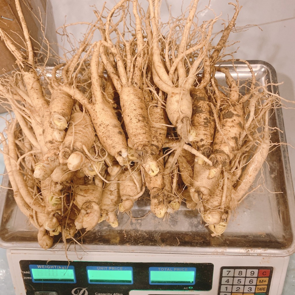99k 1 củ sâm Hàn Quốc hầm gà | BigBuy360 - bigbuy360.vn