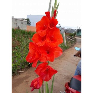 Củ hoa lay ơn đủ màu 1 củ