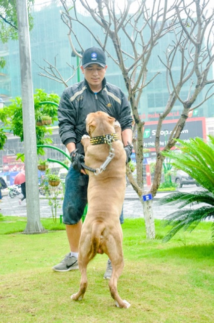 Vòng cổ chó tán Đinh gai , da PU