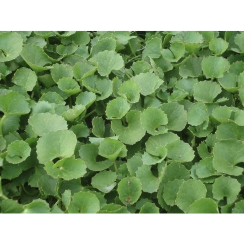 Combo 10 cây giống rau má