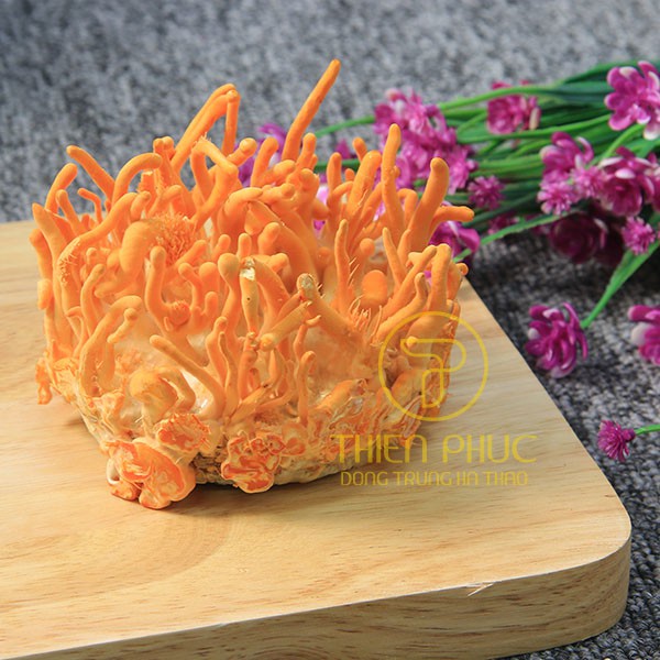 Đông trùng hạ thảo Thiên Phúc 3 hộp cây tươi 120gr