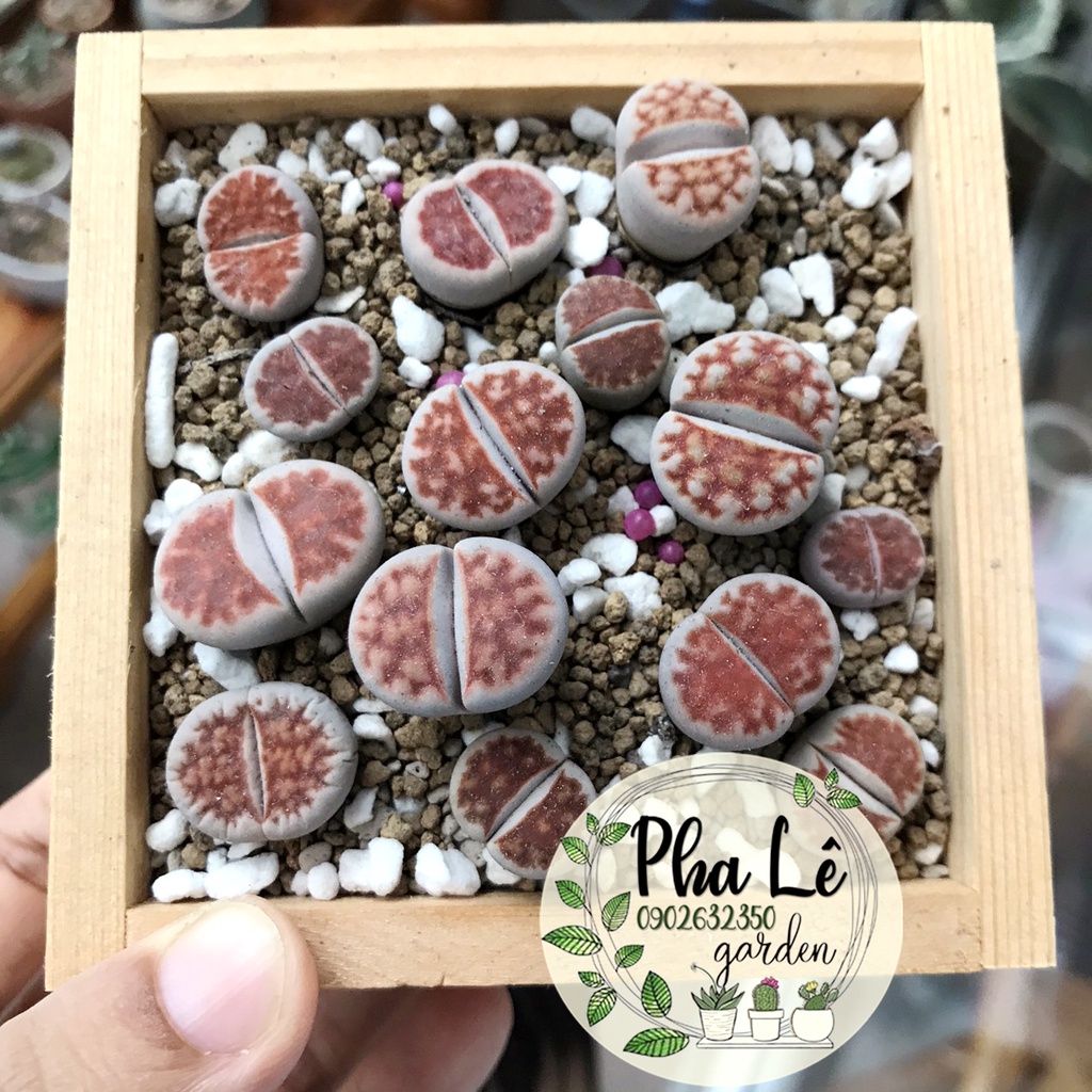 sen mông topred 1cm-3cm, giá tại vườn/ lithops