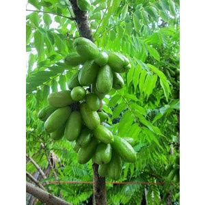 Cây giống Khế Tàu