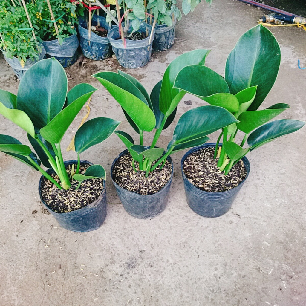 Trầu Bà Đế Vương Xanh - cây cảnh để bàn