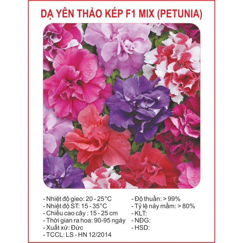 50 Hạt giống hoa Dạ yến thảo kép mix (tặng gói kích nẩy mầm và hướng dẫn)
