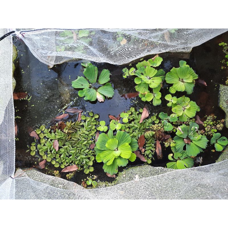 Tráng , vèo , lồng ươm bèo tấm , bèo cái,bèo lục bình