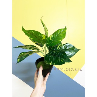 cây lá đốm 30/40cm decor