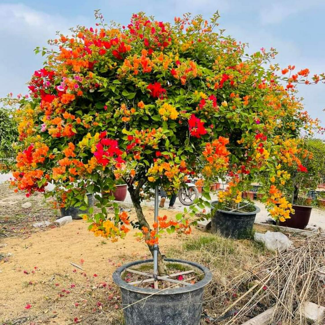 Vườn Hoa Giấy