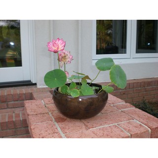Hạt Giống Hoa Sen Nhật Mini