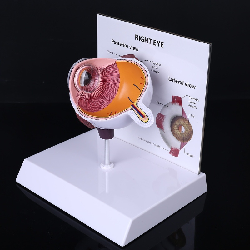 Wer Mô Hình Bóng Mắt Phải Người Cho Trưng Bày Glaucoma Cross Section Anatomical Glaucoma Teac