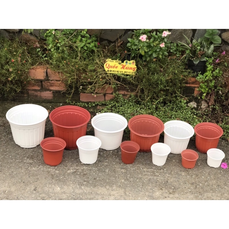 Chậu nhựa trắng  trồng sen đá- xương rồng-cây mini