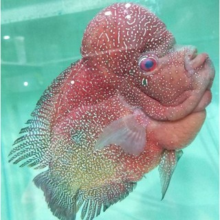 (Hàng Mới Về) Son Môi Lohan Fish / Louhan Cencu X Srd Size 1-3 cm (Mua 4 Tặng 1)
