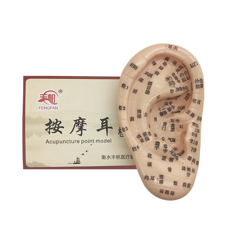 Mô hình loa tai, Mô hình tai người, mô hình huyệt tai