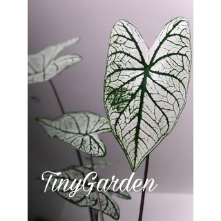 Cây môn trắng Chrismas White (chậu nhiều cây con)