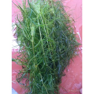 Rong đuôi chồn - Cây thủy sinh (1 bó 10 nhánh)