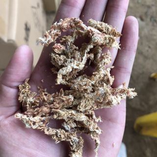 Sâu rêu trắng nhập chile trồng lan 300gr