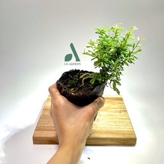 Bonsai mini  68 (Giống mới) - Setup tiểu cảnh, terrarium, bán cạn, hòn non bộ - chịu được ẩm cao, thời tiết khắc nghiệt