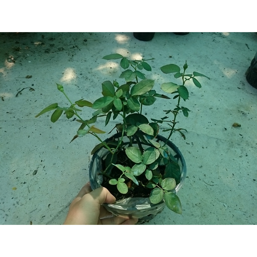 Cây Hoa Hồng Lửa - cây cảnh để bàn - caykiengsadec