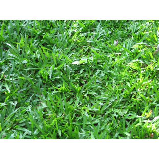 Cỏ Lá Gừng II Cỏ Lá Tre Trồng Công Trình, Trồng Nền