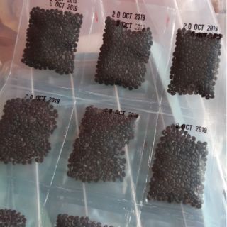 [MUA 2 + TẶNG 1] Gói 5gr Hạt giống rau nhút(300 hạt)