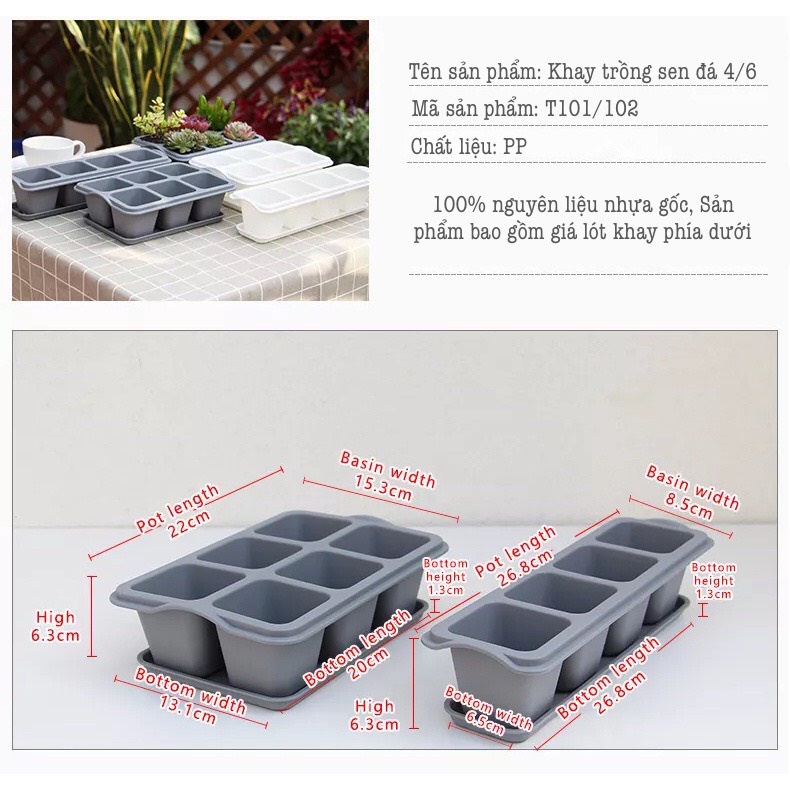 Chậu trồng cây hoa đá ,sen đá,xương rồng Oliz-T1