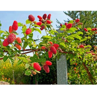HẠT GIỐNG QUẢ MÂM XÔI ĐỎ - 10 hạt