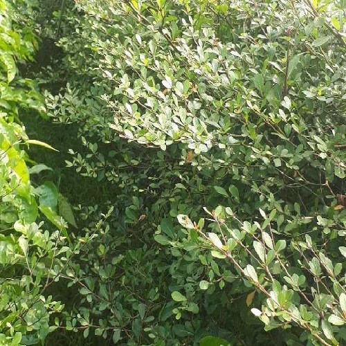 Combo 5 cây giống bàng Đài Loan