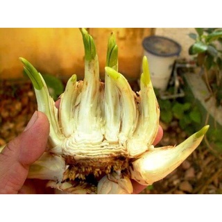 Củ hoa Thủy Tiên kép cánh, size to khỏe nhiều nhánh, loại chọn lọc